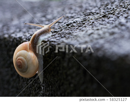 A snail climbing 58325127