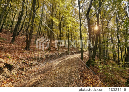 Autumn forest path between trees 58325346