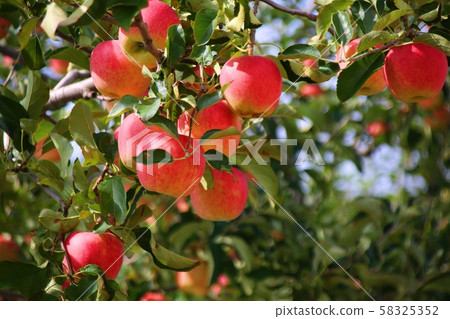 紅蘋果(陽光) 紅蘋果(陽光) 58325352