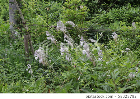 Tochio-Mata Onsen in summer Tochio-Mata Onsen in summer 58325782