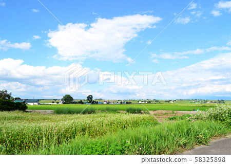 Rice field scenery in Nishikagura, Asahikawa, Hokkaido 58325898