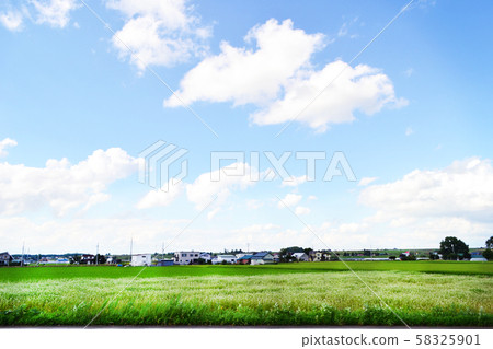 北海道旭川西倉的稻田風光 58325901