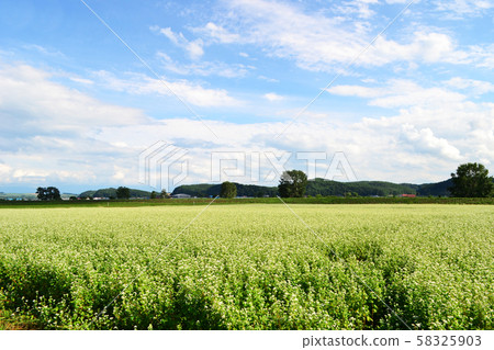 北海道旭川西倉的稻田風光 58325903