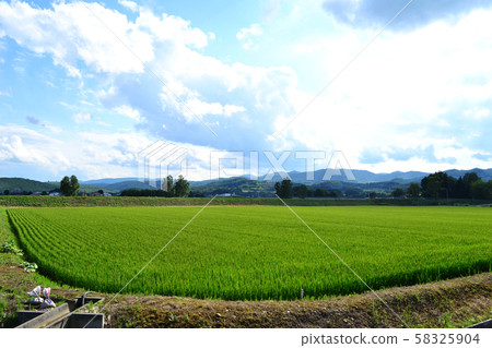Rice field scenery in Nishikagura, Asahikawa, Hokkaido 58325904