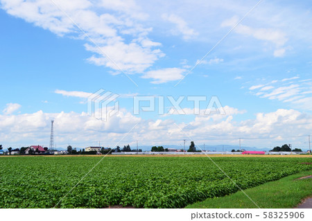 Rice field scenery in Nishikagura, Asahikawa, Hokkaido 58325906