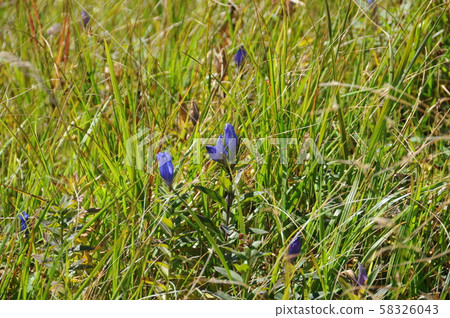 八man平秋天/江戶大洋海洋陶氏 58326043