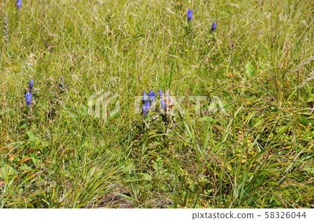 Hachimantai Autumn / Ezo Oya Marine Dow 58326044