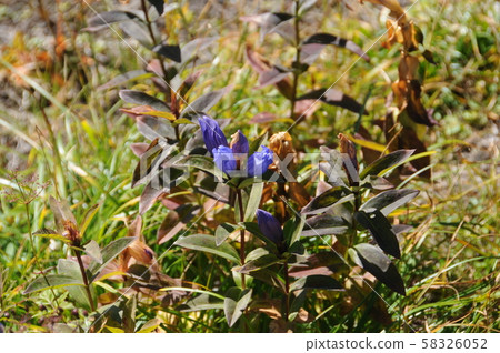 Hachimantai Autumn / Ezo Oya Marine Dow 58326052