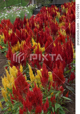 Celosia red yellow 58327001