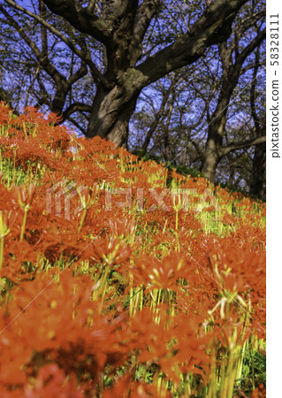 (Saitama Prefecture) Satte Gongen Tsutsumi 58328111