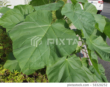 Tree Tree 58328252