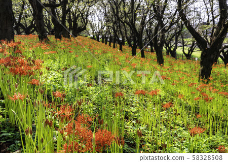 (Saitama Prefecture) Kote Gongen Tsutsumi 58328508