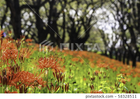 (Saitama Prefecture) Kote Gongen Tsutsumi 58328511