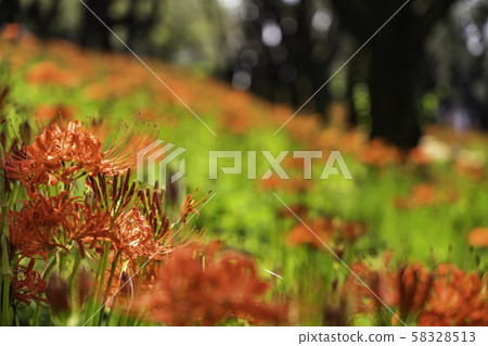 (Saitama Prefecture) Kote Gongen Tsutsumi 58328513