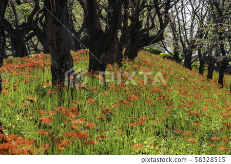 (Saitama Prefecture) Kote Gongen Tsutsumi 58328515