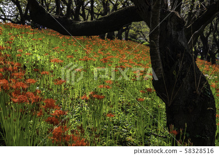 (Saitama Prefecture) Kote Gongen Tsutsumi 58328516