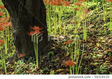 (Saitama Prefecture) Kote Gongen Tsutsumi 58328520