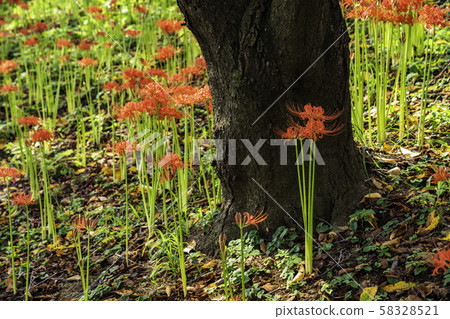 (Saitama Prefecture) Kote Gongen Tsutsumi 58328521