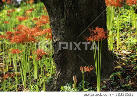 (Saitama Prefecture) Kote Gongen Tsutsumi 58328522