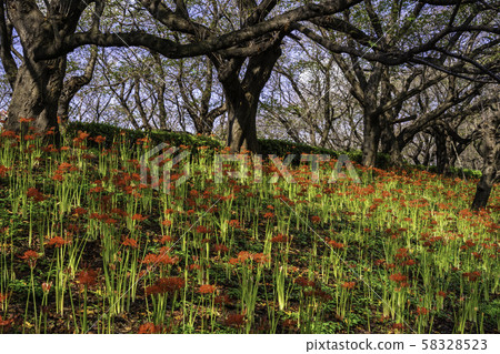 (Saitama Prefecture) Kote Gongen Tsutsumi 58328523