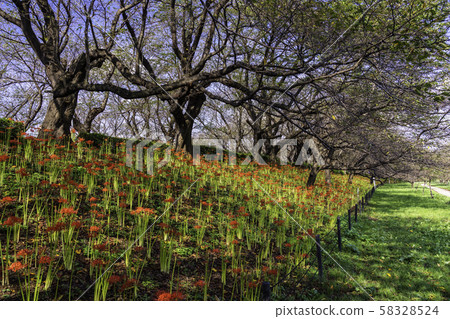 (Saitama Prefecture) Kote Gongen Tsutsumi 58328524