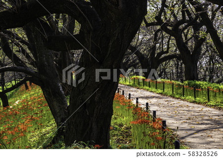 (Saitama Prefecture) Kote Gongen Tsutsumi 58328526