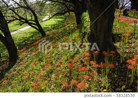 (Saitama Prefecture) Kote Gongen Tsutsumi 58328530