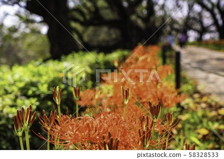 (Saitama Prefecture) Kote Gongen Tsutsumi 58328533