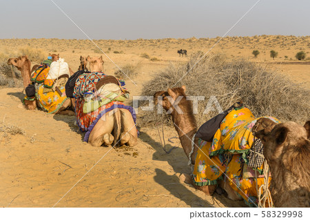 Camels for Safari in Thar desert. Jaisalmer. India 58329998