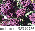 紫菜花 58330586