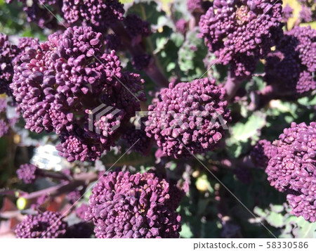 Purple cauliflower 58330586