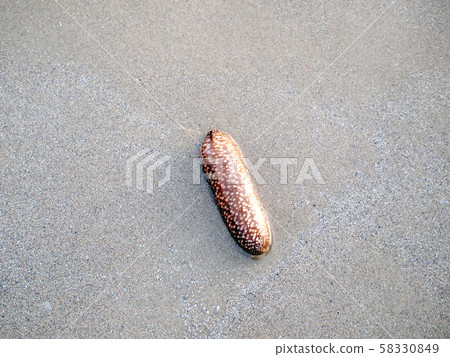Sea cucumbers in the sand Sea cucumbers in the sand 58330849