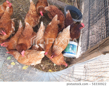 Hens inside the cage Hens inside the cage 58330922