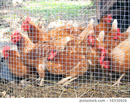 Hens inside the cage Hens inside the cage 58330926