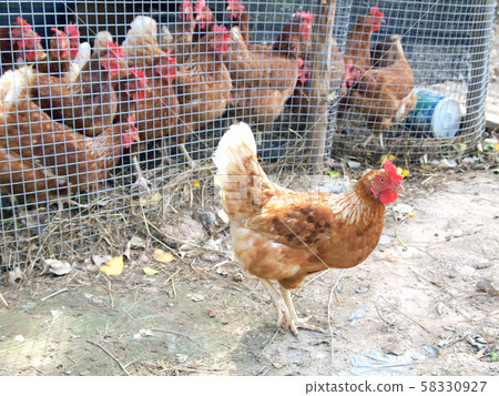 Hens outside in the cage Hens outside in the cage 58330927