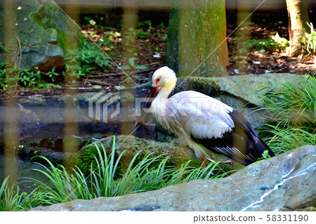 橫濱動物園動物園鸛 58331190