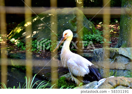 橫濱動物園動物園鸛 58331191