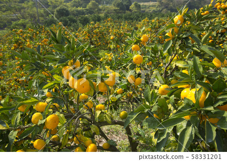 Wenzhou oranges 58331201