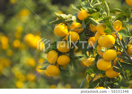 Wenzhou oranges 58331346