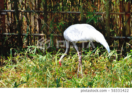 Yokohama ZOORASIA Zoo Manazul Yokohama ZOORASIA Zoo Manazul 58331422