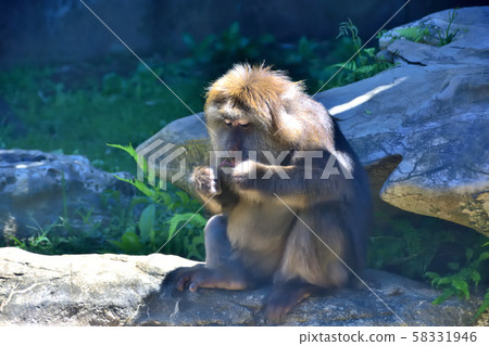 Yokohama ZOORASIA Zoo Tibet Monkey 58331946