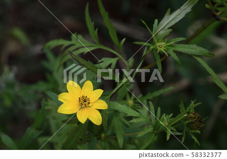 Yellow ghost needle Yellow ghost needle 58332377