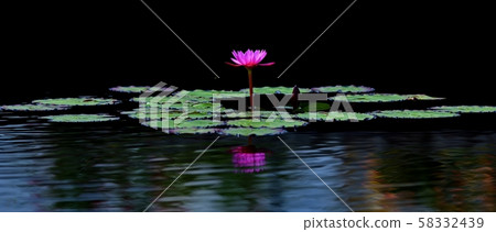 Blooming pink water lily in the light 58332439