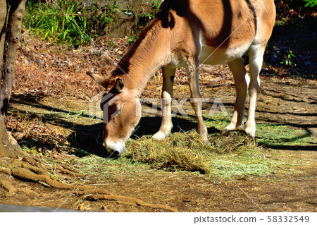 Yokohama Zoorasia Zoo Yokohama Zoorasia Zoo 58332549