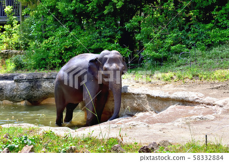 Yokohama Zoorasia Zoo Indian elephant bathing 58332884
