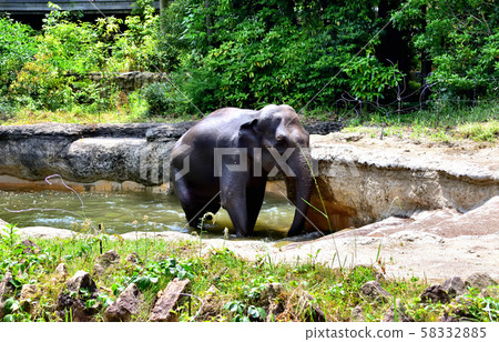 Yokohama Zoorasia Zoo Indian elephant bathing 58332885
