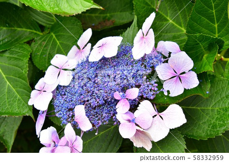 Hydrangea Close Up Victoria Victoria British Columbia Canada Hydrangea Close Up Victoria Victoria British Columbia Canada 58332959