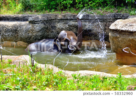 Yokohama Zoorasia Zoo Indian elephant bathing Yokohama Zoorasia Zoo Indian elephant bathing 58332960