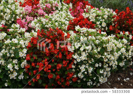 Begonia red white 03 58333308