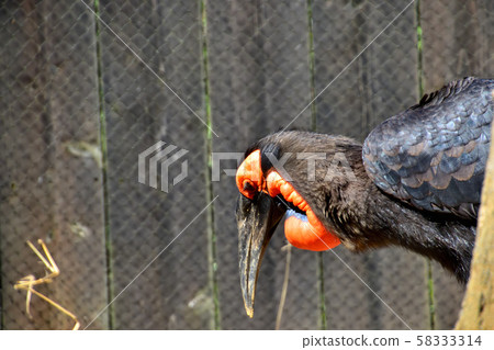 橫濱動物園 橫濱動物園 58333314